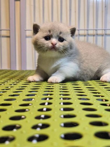 ลูกแมวบริติชมันช์กิ้น รูปที่ 2