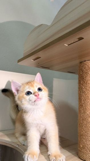 บริติช ชอร์ตแฮร์ (British Shorthair) แมว บริติช ช็อตแฮร์