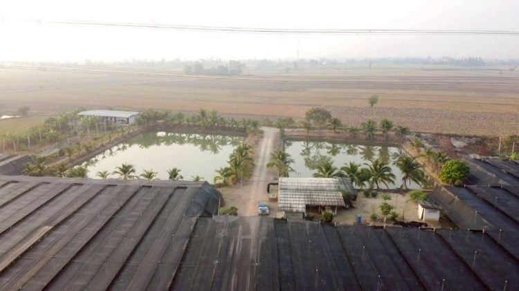 ขายที่ดิน 43ไร่ 2งาน กำแพงแสน นครปฐม รูปที่ 4