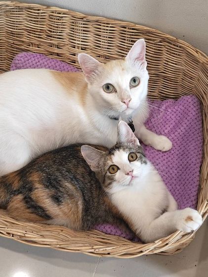 เมนคูนผสมแมวไทยขาวมณี รูปที่ 7