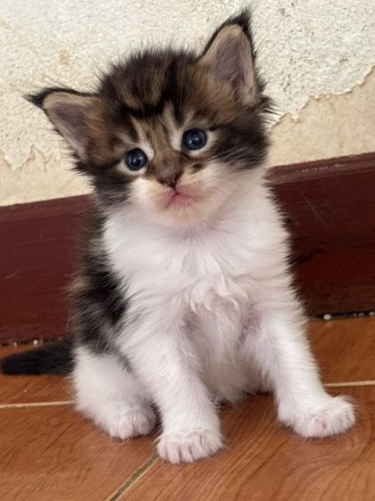 เมนคูน (Maine Coon) แมนเมนคูนแท้