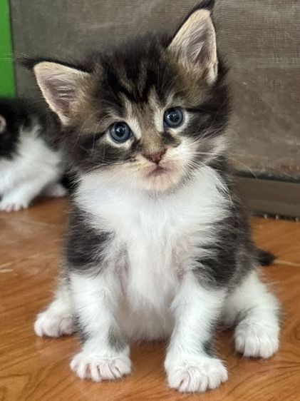 เมนคูน (Maine Coon) แมวเมนคูนแท้