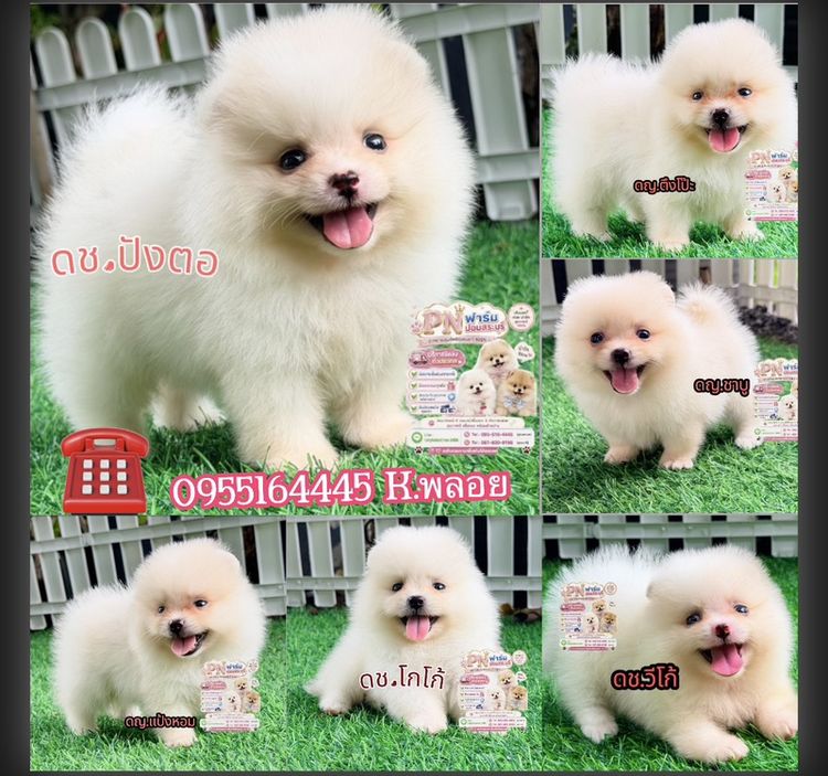 ปอมเมอเรเนียน (Pomeranian) เล็ก ปอมแท้ราคาถูก