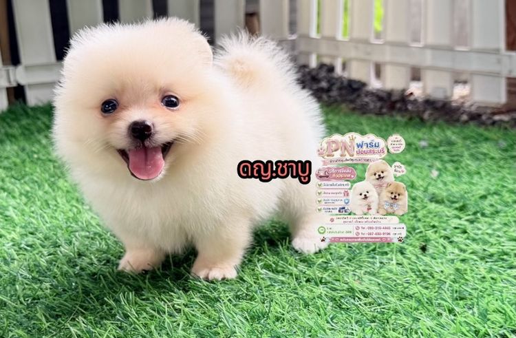 ปอมแท้ราคาถูก รูปที่ 4