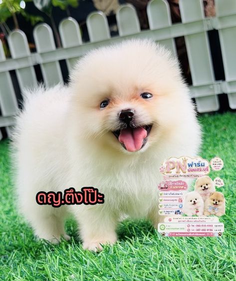 ปอมแท้ราคาถูก รูปที่ 3