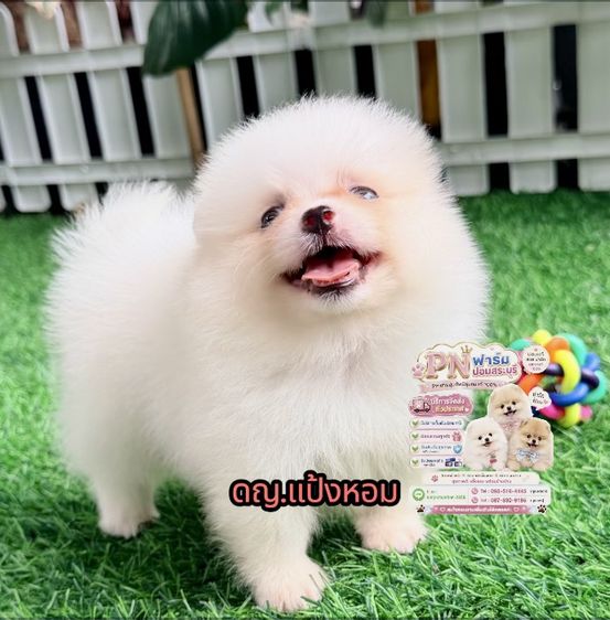 ปอมแท้ราคาถูก รูปที่ 2