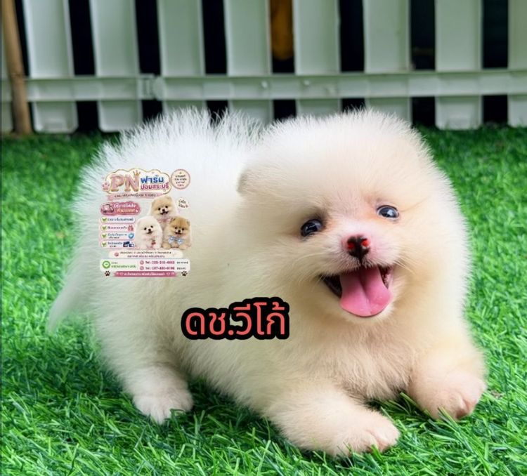ปอมแท้ราคาถูก รูปที่ 6