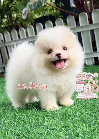 ปอมแท้ราคาถูก รูปที่ 5