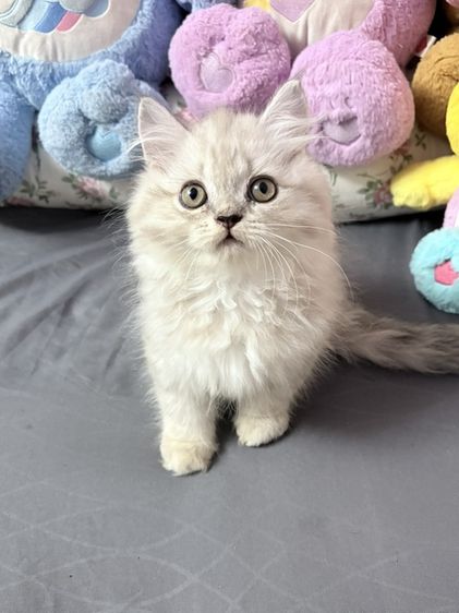 เปอร์เซีย (Persian) แมวเปอร์เซีย เพศ ช