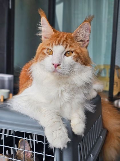 เมนคูน (Maine Coon) แมวเมนคูน แมวโตเพศผู้ ลดประชากร