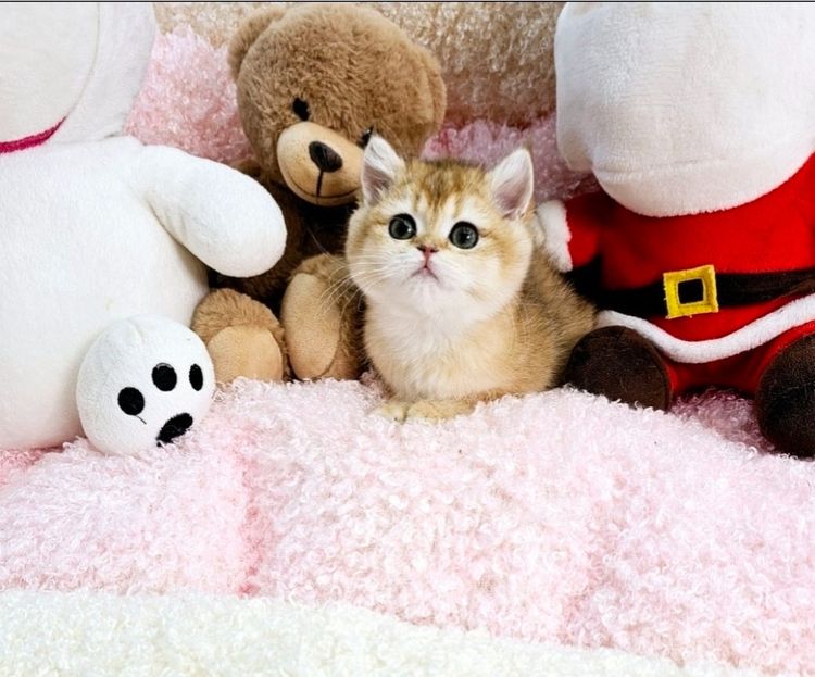 Munchkin (Short-Leg)มันช์กิ้นขาสั้น รูปที่ 4
