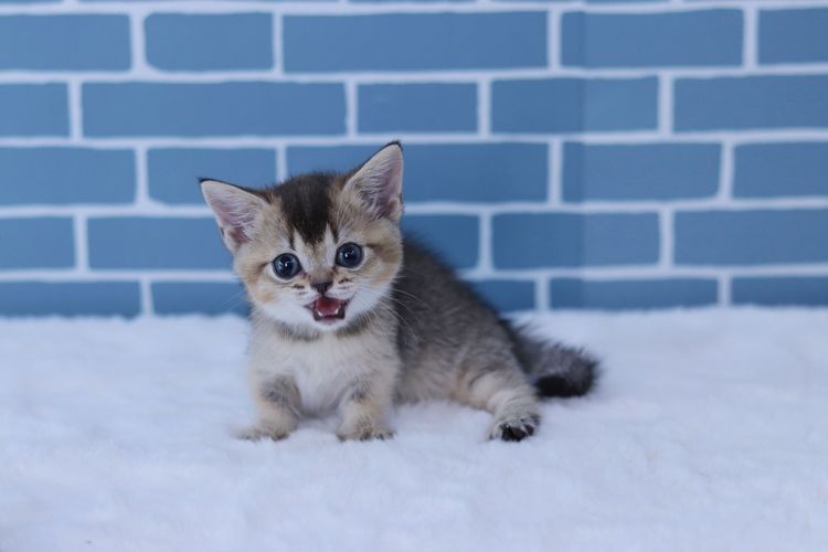 Munchkin (Short-Leg)มันช์กิ้นขาสั้น รูปที่ 2