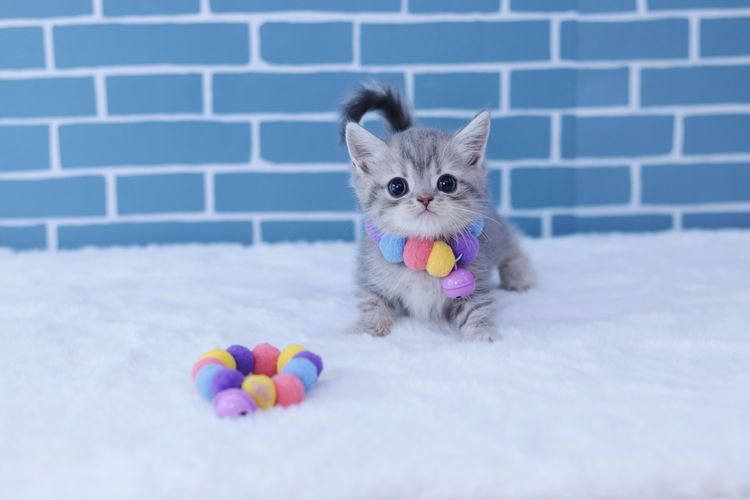 บริติช ชอร์ตแฮร์ (British Shorthair) British Shorthair   บริติชชอร์ตแฮร์ 