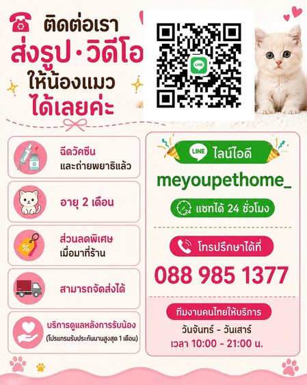 British Shorthair   บริติชชอร์ตแฮร์  รูปที่ 3