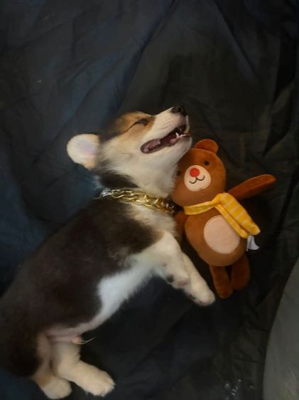 คอร์กี้ (Corgi) เล็ก น้องอคร์กี้ ชาย 2 เดือน