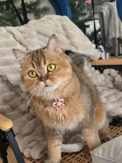 บริติช ชอร์ตแฮร์ (British Shorthair) พันธุ์บริทติสผสมเปอรเชียกับพ่อพันธุ์แท้ สีโกลอายุ2ขวบ หาคนที่รักน้องจริงๆค่ะ สนใจ0642944544