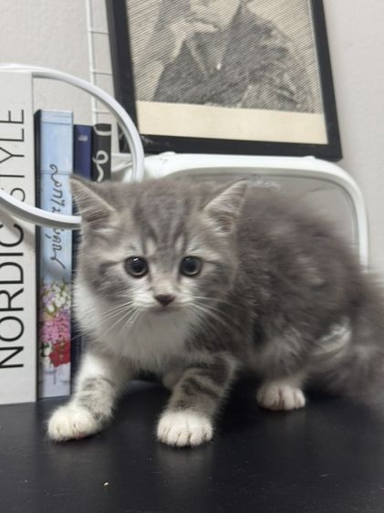 สก็อตติช โฟลด์ (Scottish Fold) เเมวสก็อตติชโฟล์ด