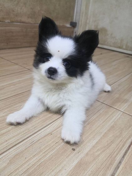 ชิวาวาแท้ เพศผู้ ลายวัว