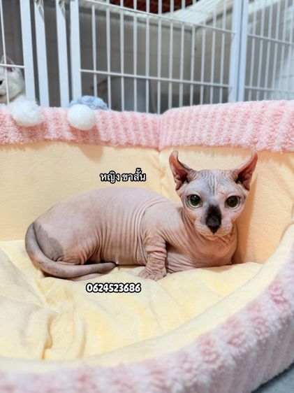 สฟิงซ์ (Sphynx) สฟิงซ์