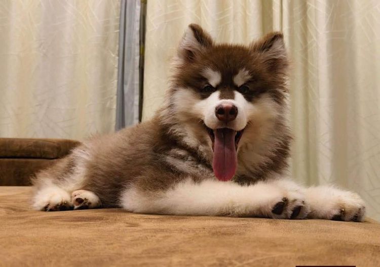 อื่นๆ ใหญ่ Premium Quality Alaskan Malamute Imported From China Available For Sale In Bangkok