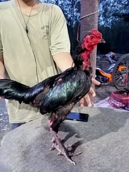 พม่า