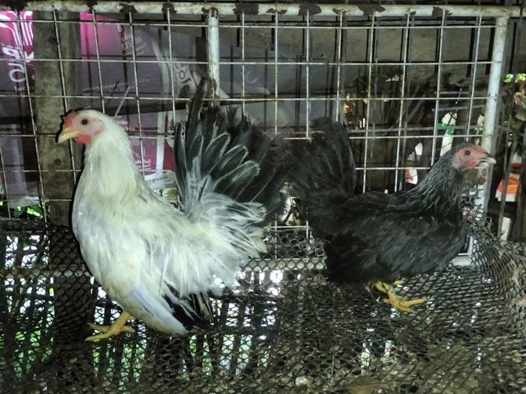 ไก่แจ้