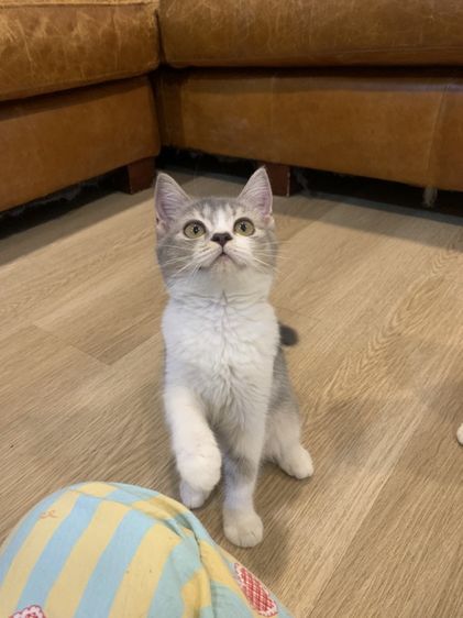 สก็อตติช โฟลด์ (Scottish Fold) สก็อตติช