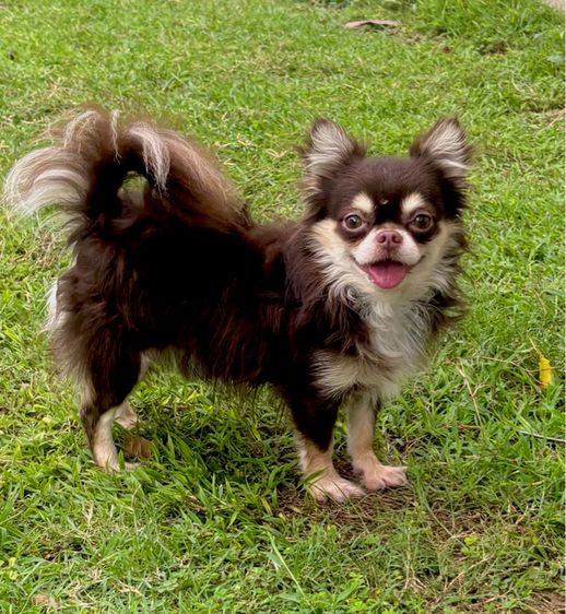 ชิวาวา (Chihuahua) เล็ก พ่อพันธุ์ชิวาวา