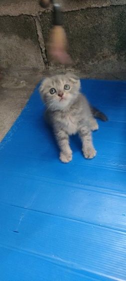 สก็อตติช โฟลด์ (Scottish Fold) แมว