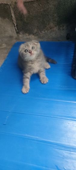 สก็อตติช โฟลด์ (Scottish Fold) แมว