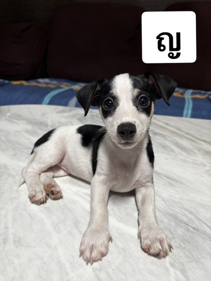 แจ็ค รัสเซลล์ (Jack Russell) เล็ก แจ๊ครัซเซลล์