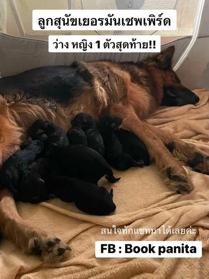 ลูกสุนัขเยอรมันเชพเพิร์ด (อัลเซเชี่ยน สุนัขตำรวจ) ว่าง เมีย 1 ตัวสุดท้าย!!