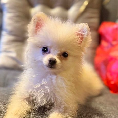 น้องปอมเมอเรเนี่ยนแท้ ไซส์ทีคัพ ฉีดวัคซีนรวมแล้ว 1 เข็ม รูปที่ 2