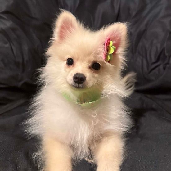 ปอมเมอเรเนียน (Pomeranian) เล็ก น้องปอมเมอเรเนี่ยนแท้ ไซส์ทีคัพ ฉีดวัคซีนรวมแล้ว 1 เข็ม