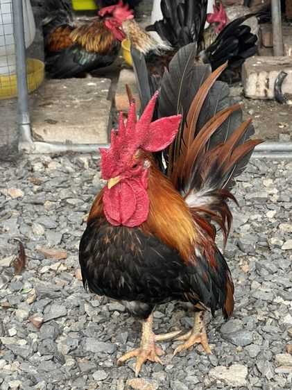ไก่แจ้