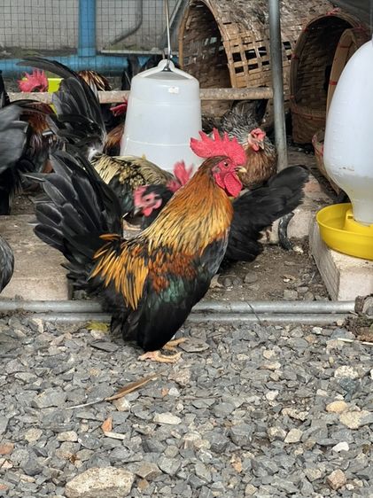 ไก่แจ้ รูปที่ 10