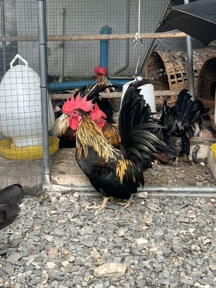 ไก่แจ้ รูปที่ 9