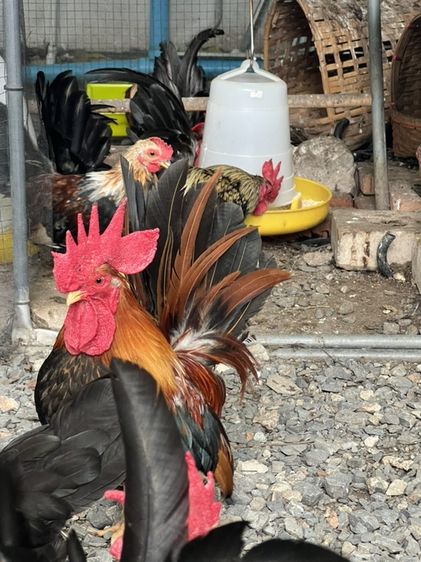 ไก่แจ้ รูปที่ 11