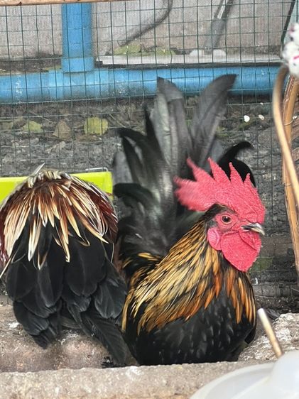 ไก่แจ้ รูปที่ 6
