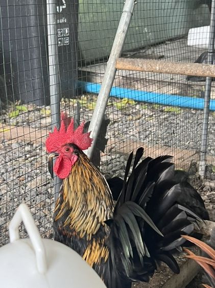 ไก่แจ้ รูปที่ 7