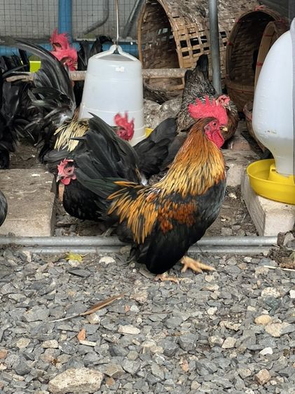 ไก่แจ้ รูปที่ 12
