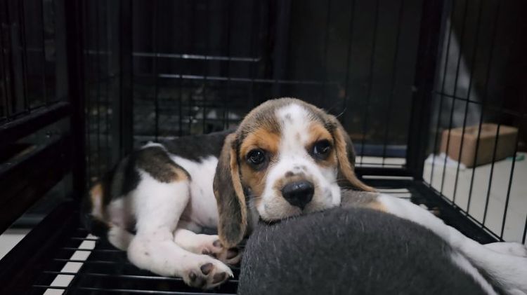 บีเกิล (Beagle) เล็ก บีเกิ้ลแท้ สาวน้อยน่ารัก
