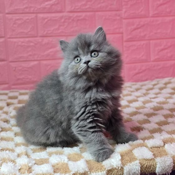 สก็อตติช โฟลด์ (Scottish Fold) สก็อตติช โฟลด์