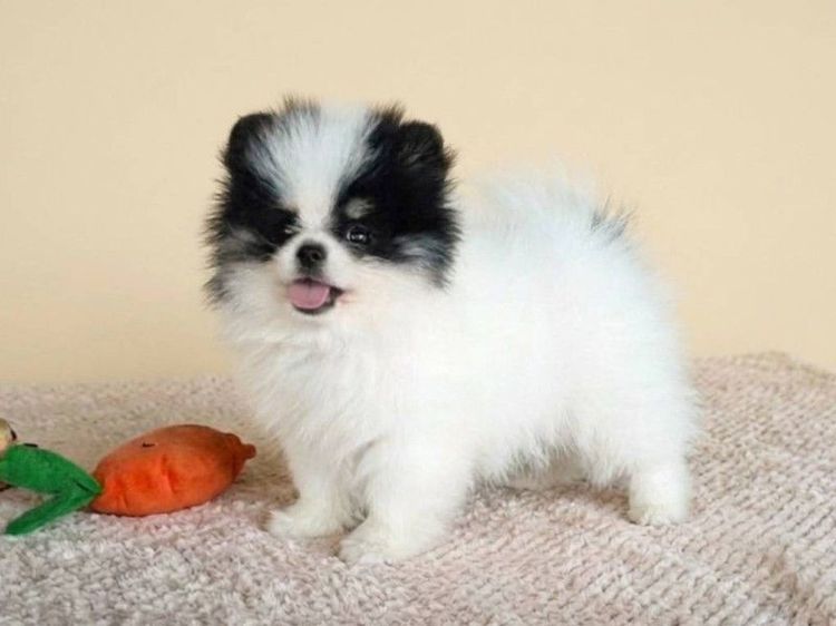 ปอมเมอเรเนียน (Pomeranian) เล็ก ปอมมินิ อายุ 50 วัน