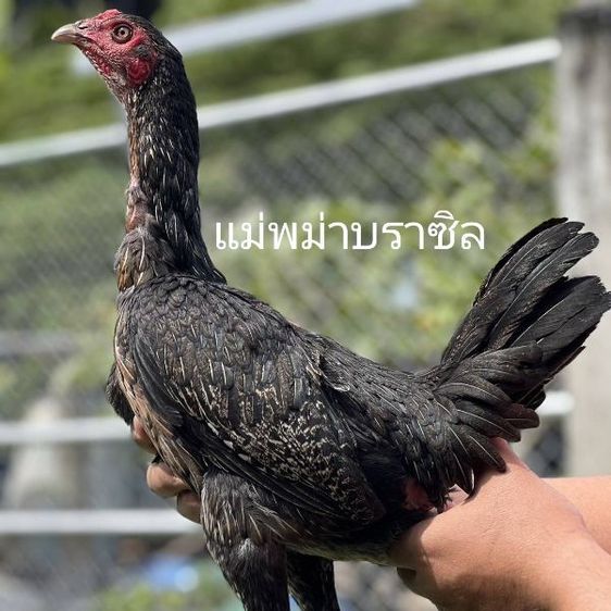 ไก่ชน รูปที่ 3