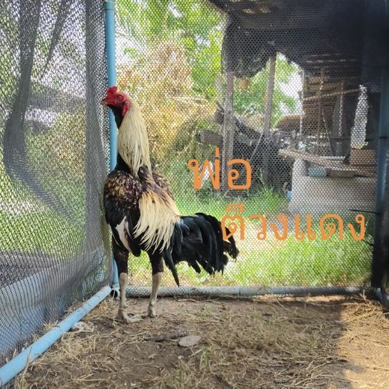 ไก่ชน รูปที่ 2