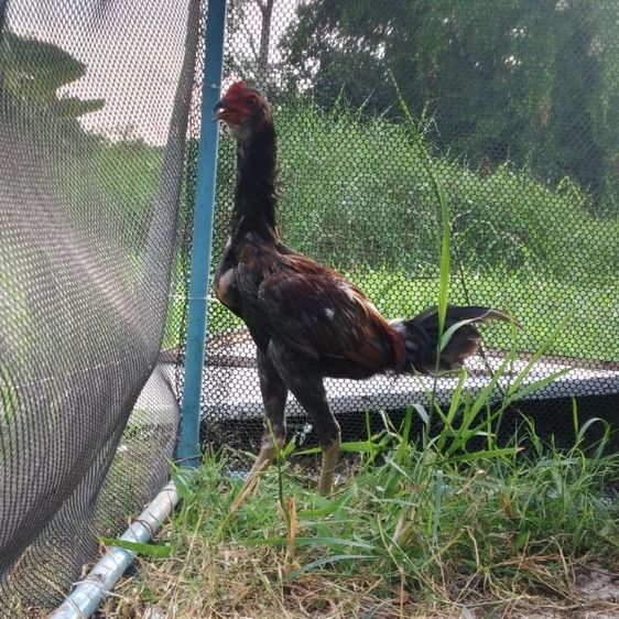 ไก่ชน