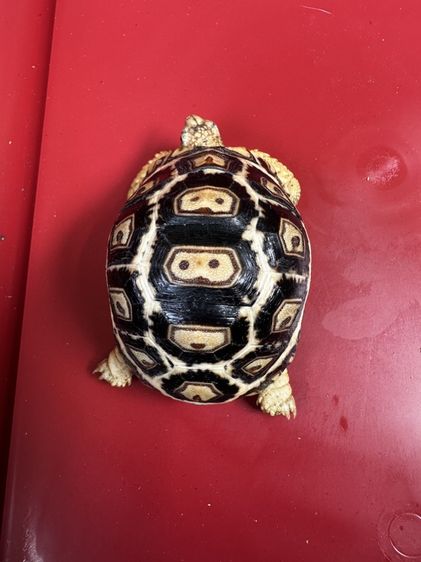 เต่าเสือดาวบับ (Leopard buff cockney) รูปที่ 2