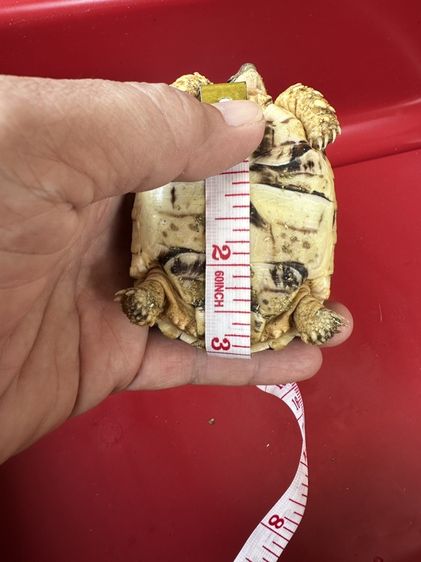 เต่าเสือดาวบับ (Leopard buff cockney) รูปที่ 3