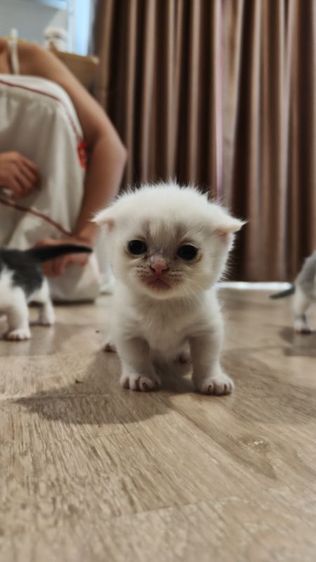 (เปิดจอง) มันกิ้นขาสั้น-ขายาว รูปที่ 4